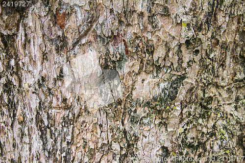 Image of Texture tree bark of yang( Dipterocarpus alatus Roxb ).