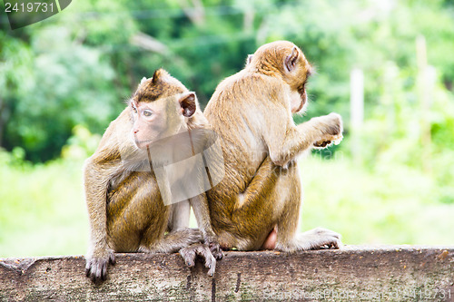 Image of monkey family