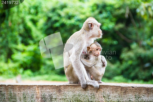 Image of monkey family