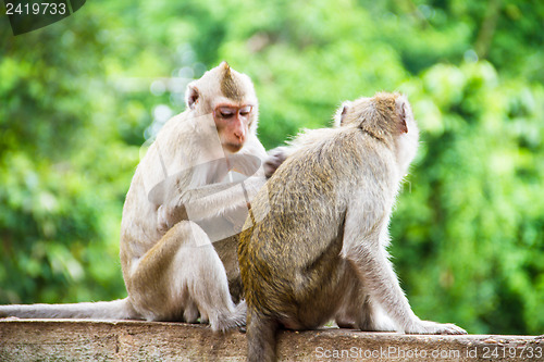 Image of monkey family