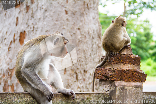 Image of monkey family