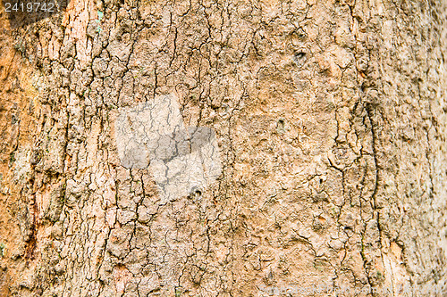 Image of Tree bark background