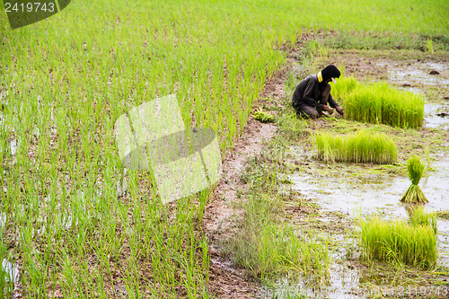 Image of Thai Farmers