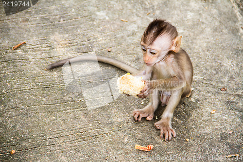 Image of baby monkey eating fruit