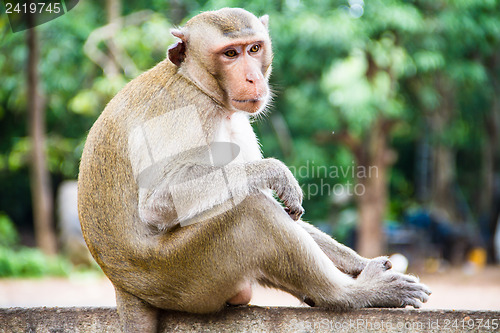 Image of monkey family