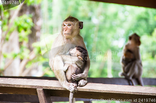 Image of monkey family