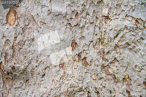 Image of Texture tree bark of yang( Dipterocarpus alatus Roxb ).