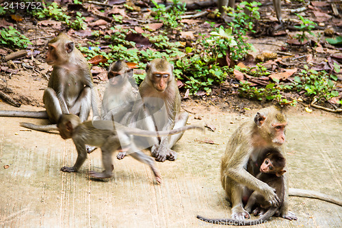 Image of monkey family