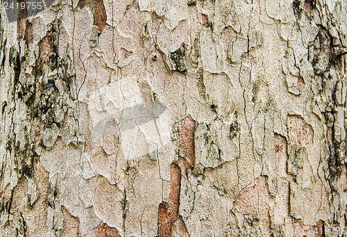 Image of Texture tree bark of yang( Dipterocarpus alatus Roxb ).