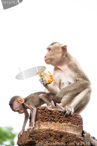 Image of monkey family