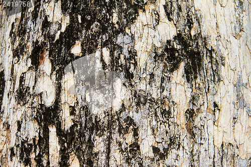 Image of Texture tree bark of yang( Dipterocarpus alatus Roxb ).