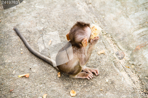 Image of baby monkey eating fruit