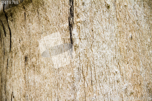 Image of Close Up Surface of Dead wood,