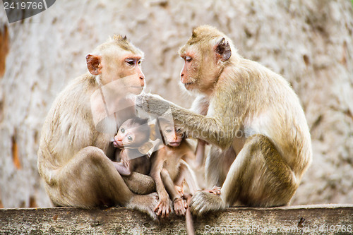 Image of monkey family