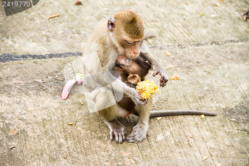 Image of monkey family