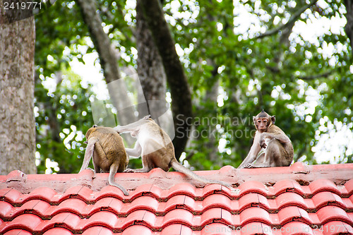 Image of monkey family