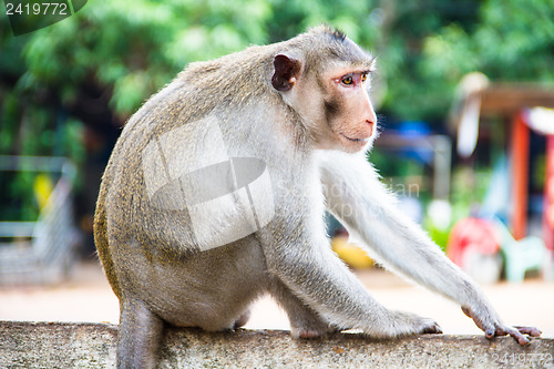 Image of monkey family