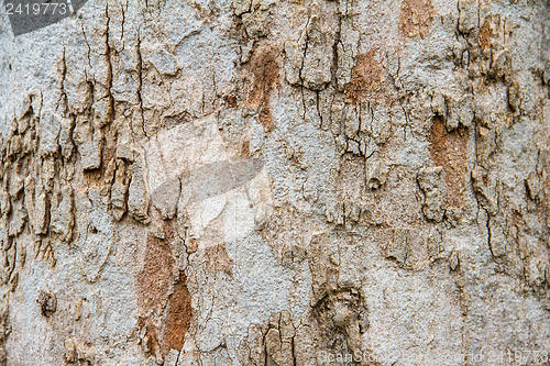 Image of Texture tree bark of yang( Dipterocarpus alatus Roxb ).