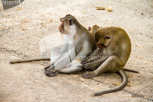 Image of monkey family