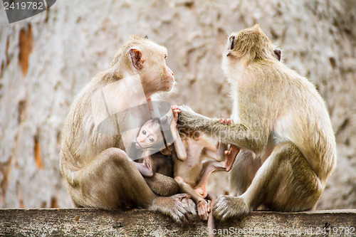 Image of monkey family