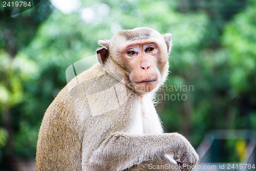 Image of monkey family