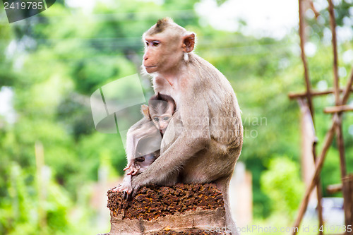 Image of monkey family