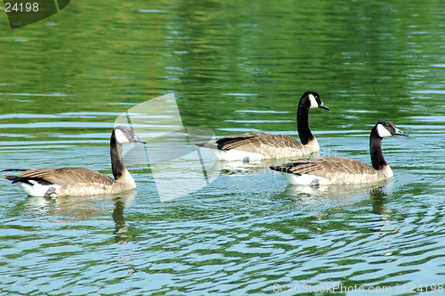 Image of Geese