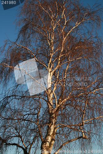 Image of Winter Silver Birch