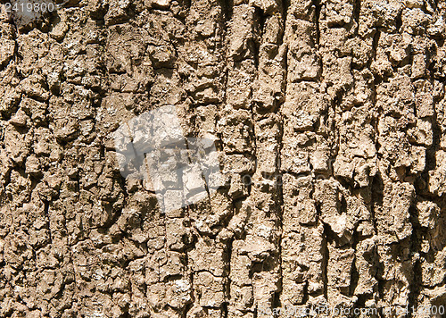 Image of tree bark