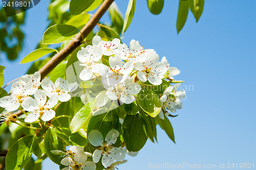 Image of flower of pear
