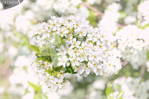 Image of white flower close up
