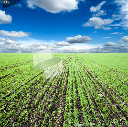 Image of green field at spring