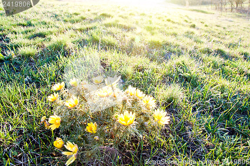 Image of yellow flowers under sun rays in evening