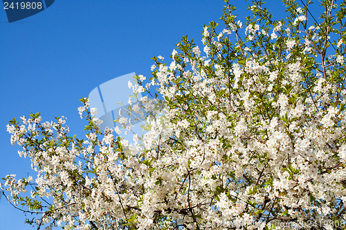 Image of branches with white flowers of cherry with blue sky background