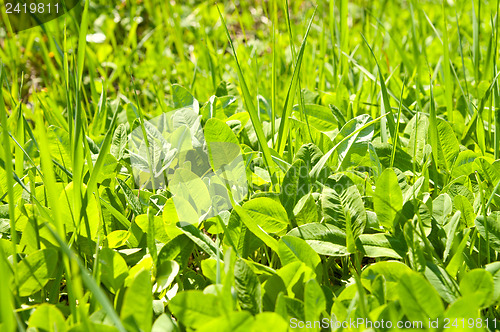 Image of green grass