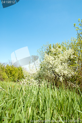 Image of meadow in springtime