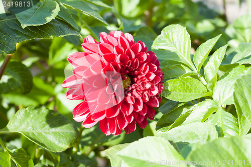 Image of red flower of dahlia in nature