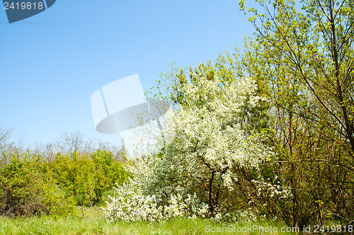 Image of good glade in spring