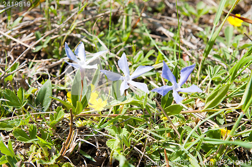 Image of blue flowers