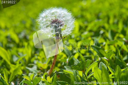 Image of old dandelion