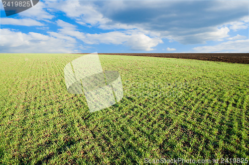 Image of little green shots on field and blue sky in spring