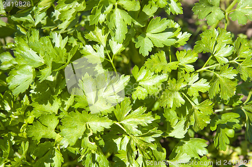 Image of green parsley