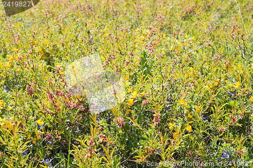 Image of miscellaneous herbs