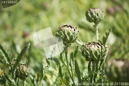 Image of Artichoke