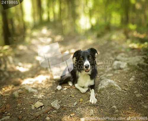 Image of Border collie