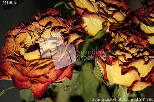 Image of Dried roses
