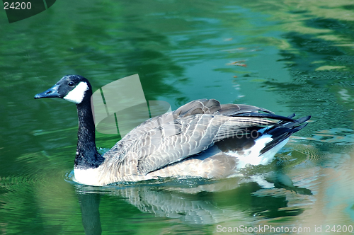 Image of Goose