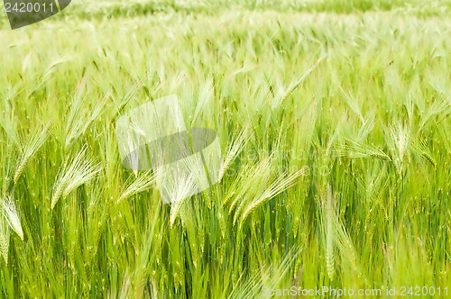 Image of field of green wheat