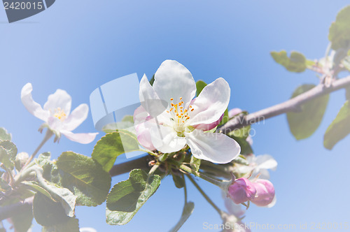 Image of flower of apple
