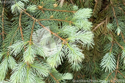 Image of green branch of pine